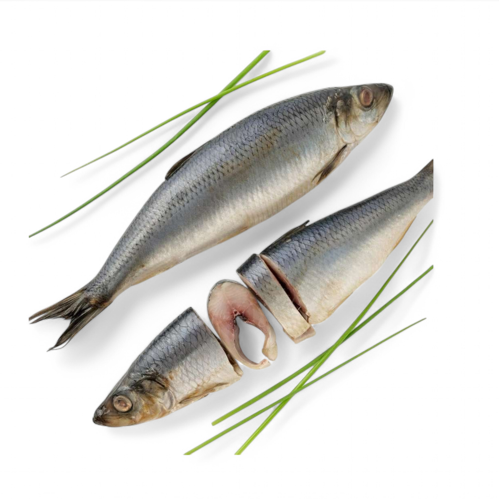 Lightly Salted Atlantic Herring